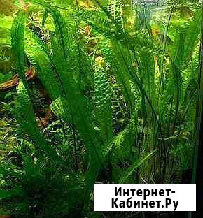 Аквариумное растение Ленск - изображение 1