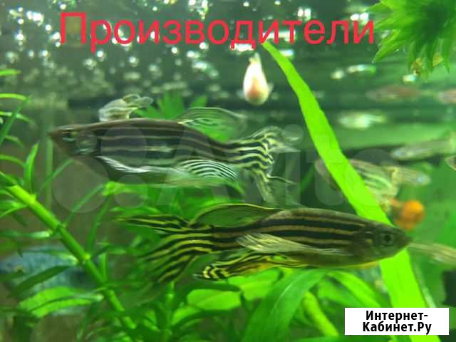 Аквариумные рыбки Данио-рерио полосатые вуалевые Казань - изображение 1