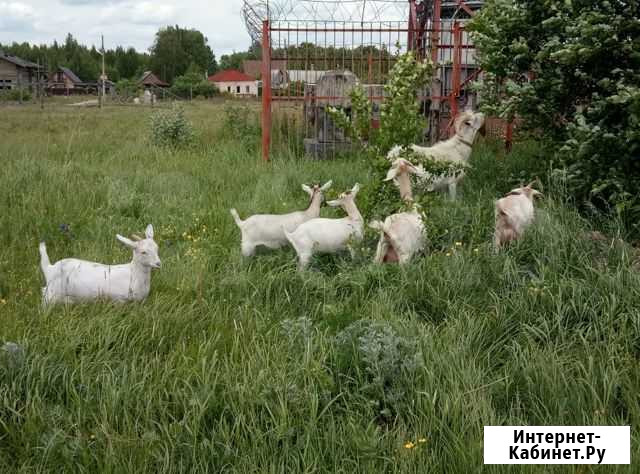 Алеканово.Свежее,вкусное козье молоко,творог Рязань - изображение 1
