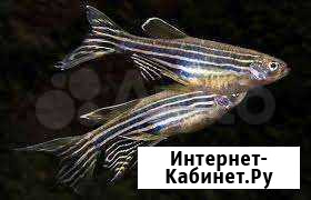 Рыбки данио Северодвинск - изображение 1