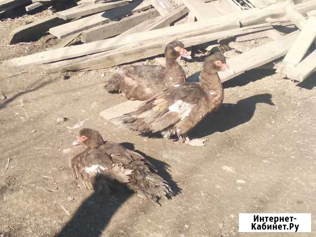 Продаю утки Хасавюрт - изображение 1