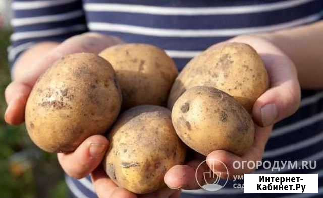 Картофель Аскиз - изображение 1