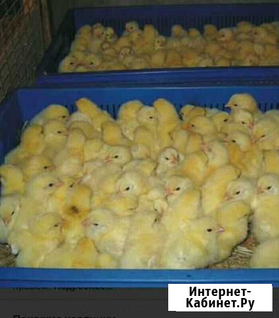 Суточный цыпленок бройлер кобб 700 Темижбекская - изображение 1
