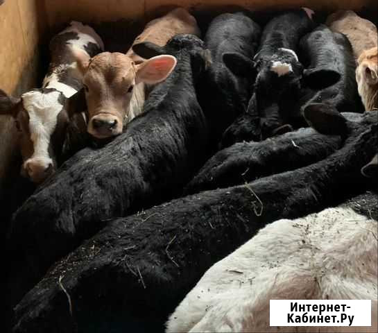 Бычки Котельниково - изображение 1
