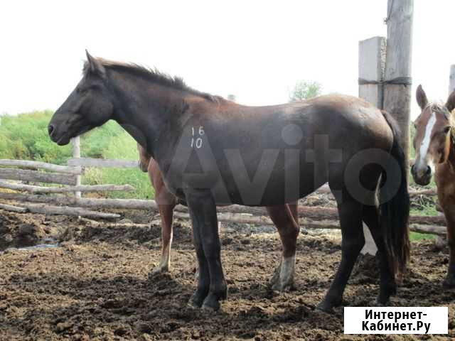 Племенные Лошади Новоалтайской породы Барнаул - изображение 1