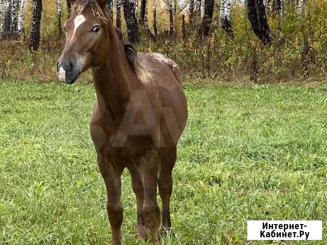 Продам жеребца Ясногорский - изображение 1