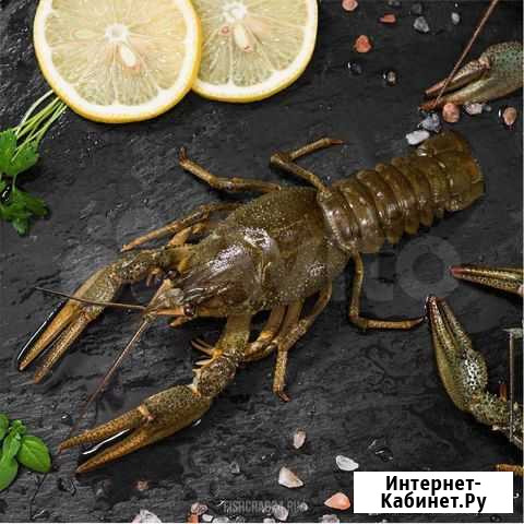 Живые раки опт Балашиха - изображение 1