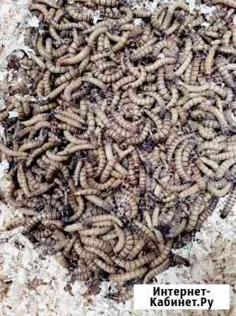 Зоофобус Казань