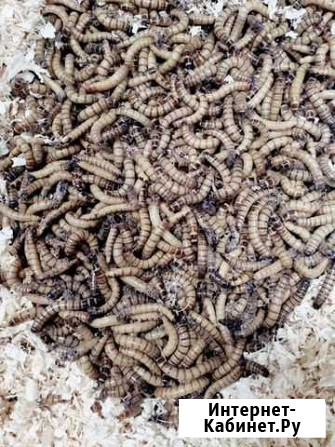 Зоофобус Казань - изображение 1