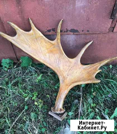 Рога лося оленя Марала Иглино - изображение 1