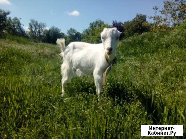 Продам козлят ламанча Ростов-на-Дону - изображение 1