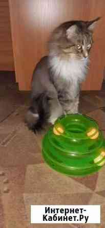Игрушки для котов Омск
