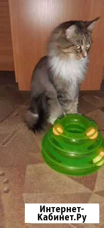 Игрушки для котов Омск - изображение 1