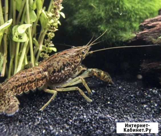 Мраморный рак Череповец - изображение 1