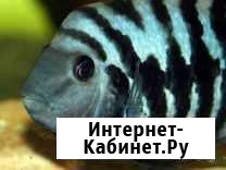 Аквариумные рыбки цихлиды Крымск - изображение 1
