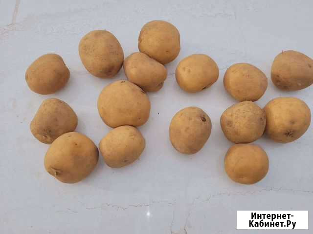 Семенной Коломбо Ривье Стародуб - изображение 1