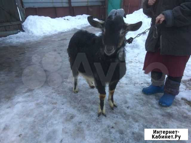 Козел Рассказово - изображение 1