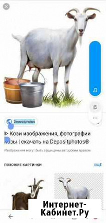 Козы, козёл Будённовск - изображение 1