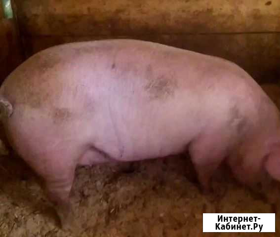 Свиньи живым весом Белореченск - изображение 1