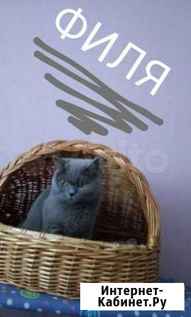 Корзина-дом для кошки Ульяновск - изображение 1