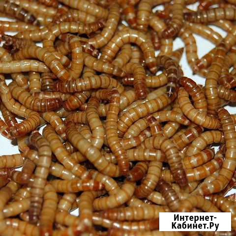 Живой, замороженный корм, мучной червь, корм для п Киров - изображение 1