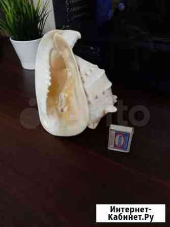 Ракушка морская Омск