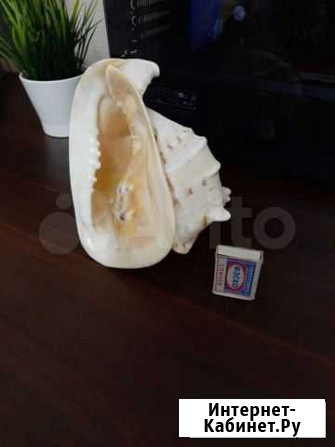 Ракушка морская Омск - изображение 1