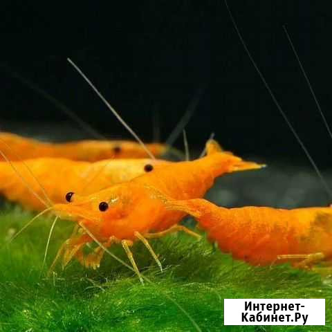 Креветки вишня (черри) (временно нет) Реутов - изображение 1