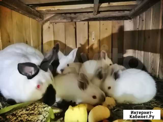 Кролики Ярославль - изображение 1