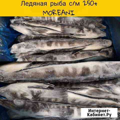 Ледяная рыба Сочи