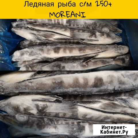 Ледяная рыба Сочи - изображение 1