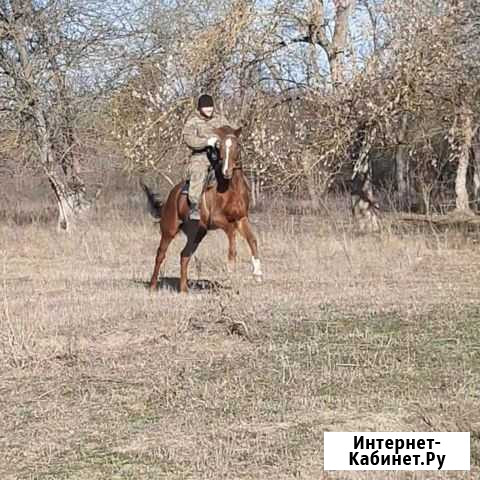 Лошадь Грозный - изображение 1