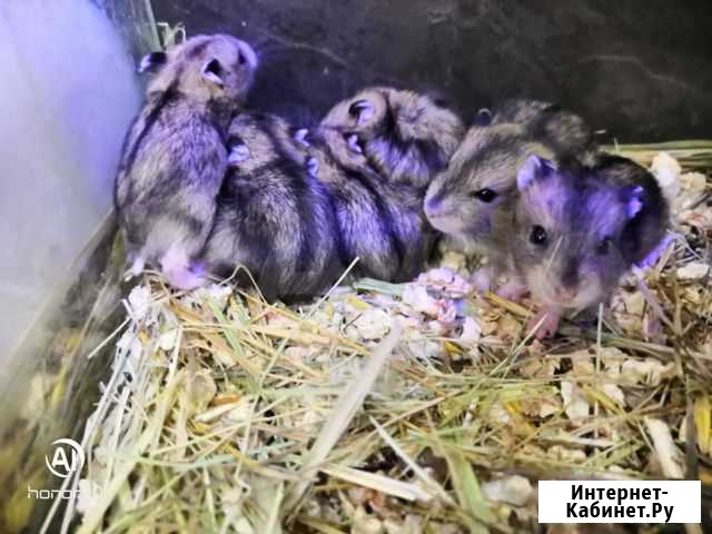 Джунгарские хомяки Новосибирск - изображение 1