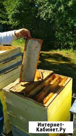 Мёд и мёд оптом, сотовый мёд, продукты пчеловодств Курск - изображение 1