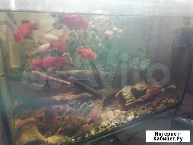 Меченосцы, мраморные Раки. Продажа, обмен Ижевск - изображение 1