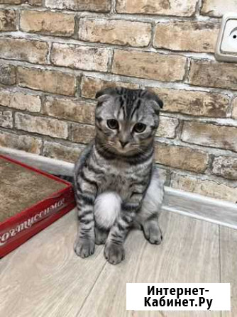 Шотландский вислоухий кот для вязки Сургут - изображение 1