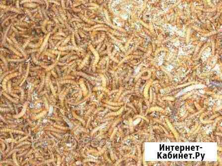 Мучник на вес и поштучно Краснодар