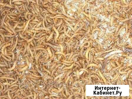 Мучник на вес и поштучно Краснодар - изображение 1