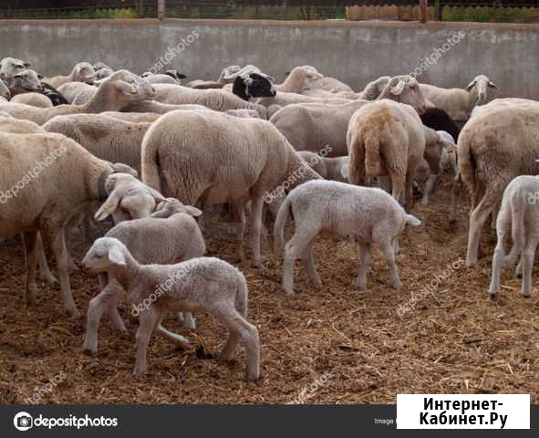 Мясо баранина свежая Балашов - изображение 1