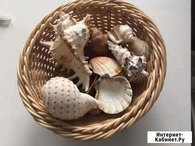 Ракушки Тюмень - изображение 1
