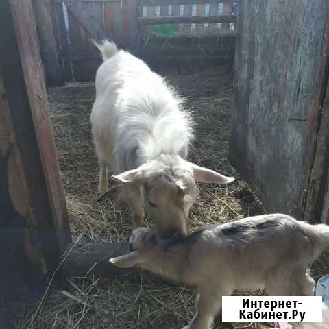 Козел зааненский Заводоуковск - изображение 1