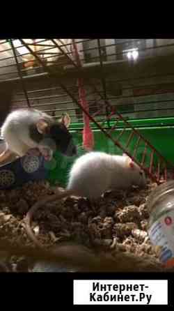 Грызуны (крыса домашняя) Москва