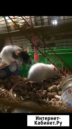 Грызуны (крыса домашняя) Москва - изображение 1