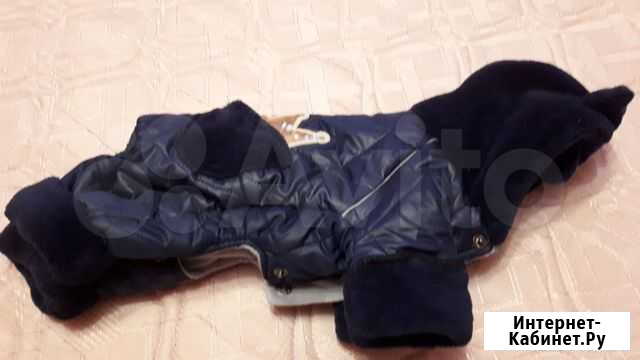 Одежда для собак Новороссийск - изображение 1
