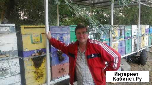 Пчелопакеты из Джубги в Самаре Новосемейкино - изображение 1