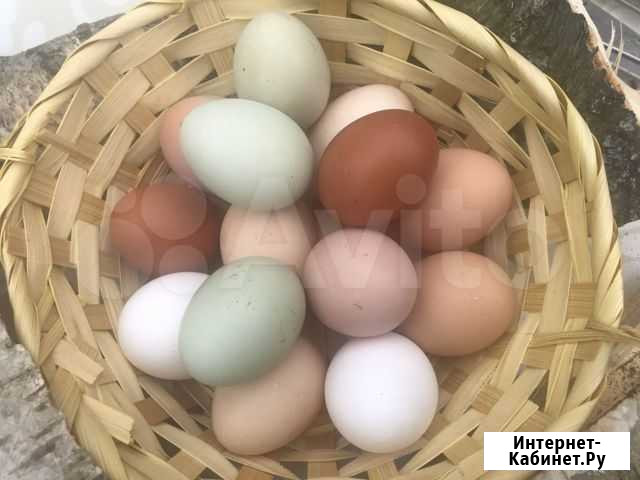 Домашние яйца, мясо кролика и индейки Всеволожск - изображение 1