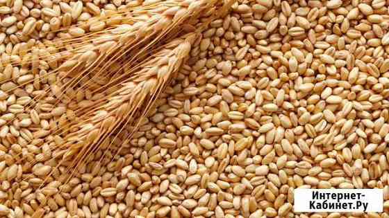 Продам Пшеница в мешках Иркутск
