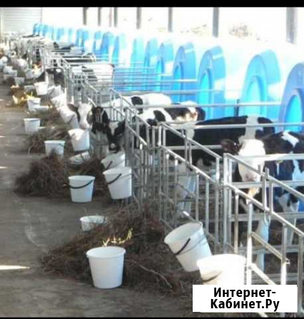 Продаются телята бычки Бузулук - изображение 1