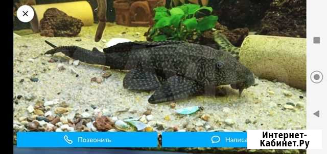Парчовый Птеригоплихт сомик Переясловская - изображение 1