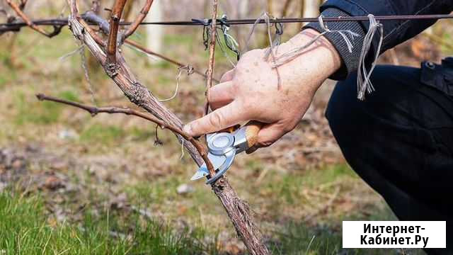 Обрезка деревья: Черкесск - изображение 1